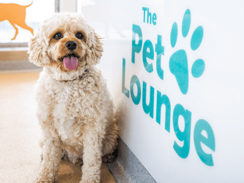 Dog in pet lounge