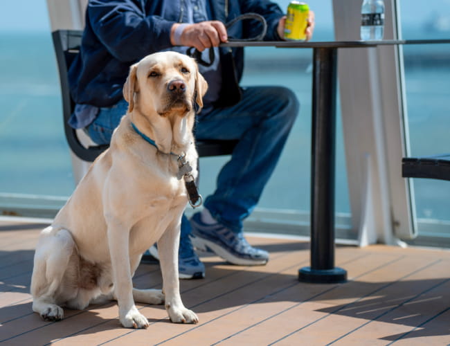 Dog on Pet Lounge deck on P&O Ferry