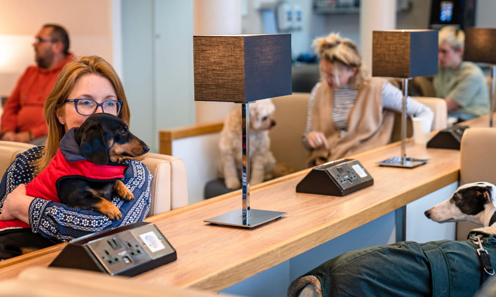 Dog and Owner in Pet Lounge on P&O Ferry