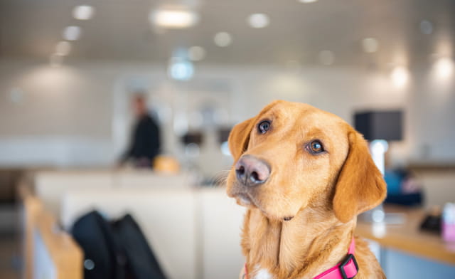 Dog in Pet Lounge on P&O Ferry