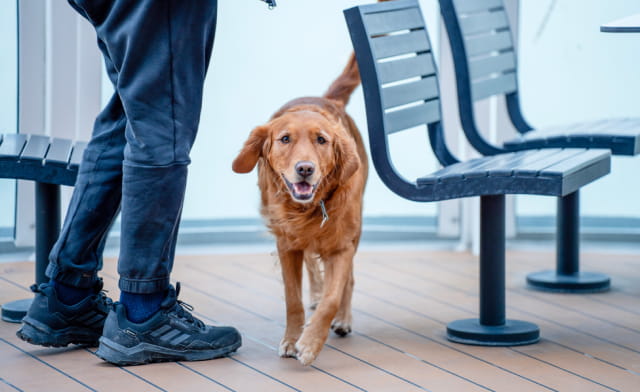 Dog in Pet Lounge on P&O Ferry