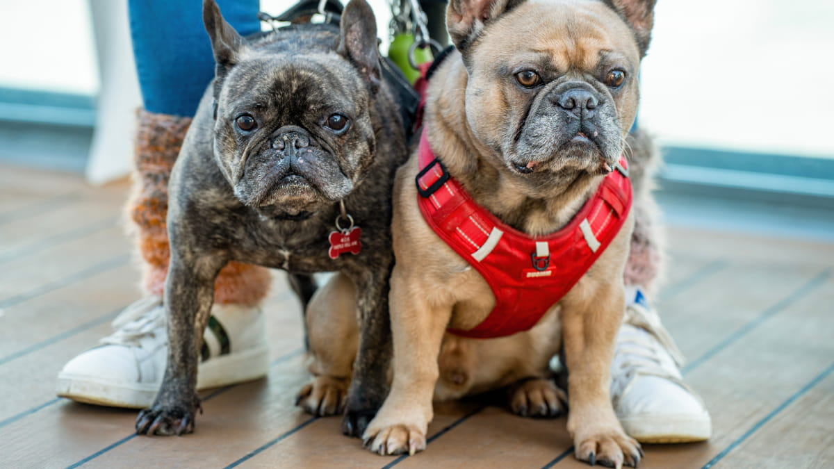 Dogs on deck of P&O ferry