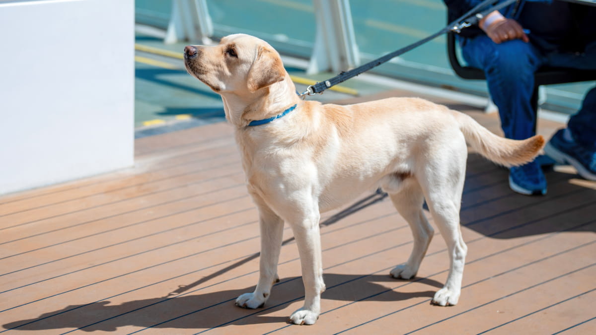 Golden Labrador on deck of P&O Ferry