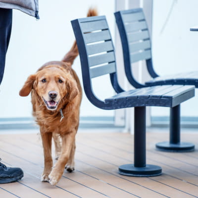 Dog on ferry