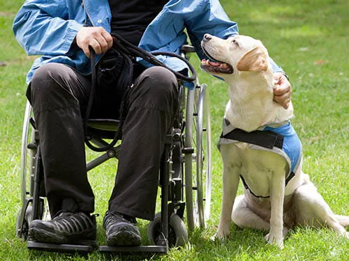 Man in wheelchair with his assistance dog