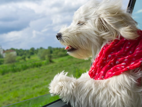 Pies wychylający się z okna samochodu podczas podróży przez Anglię