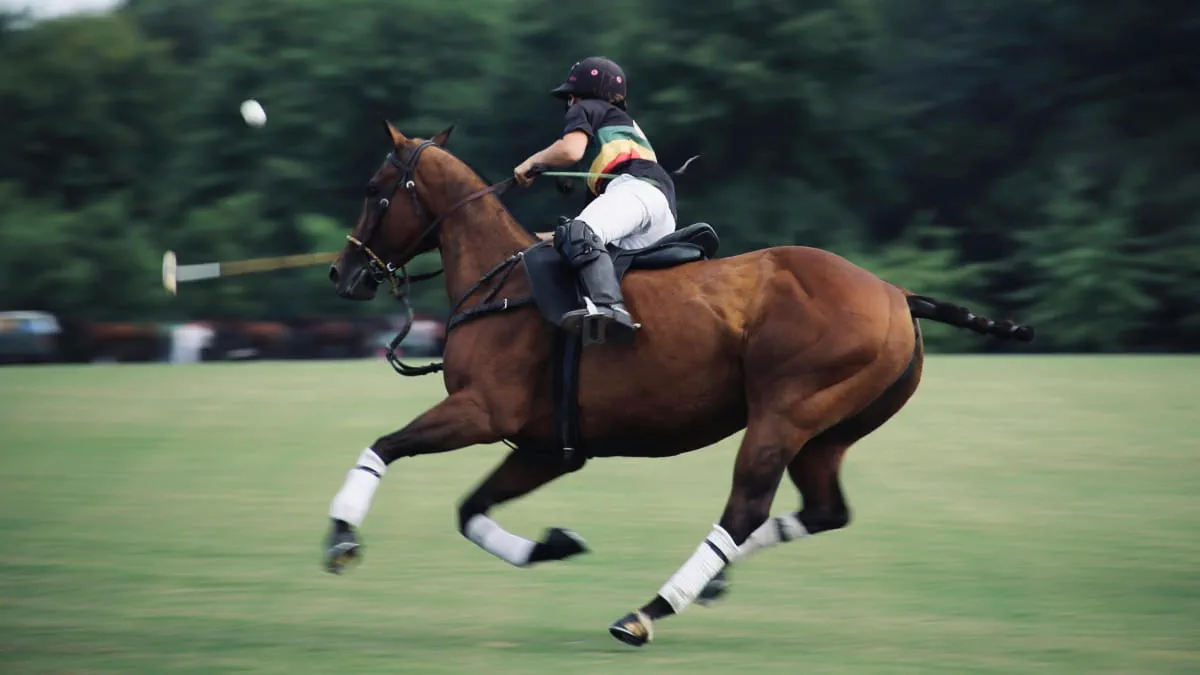 Horse in polo competition