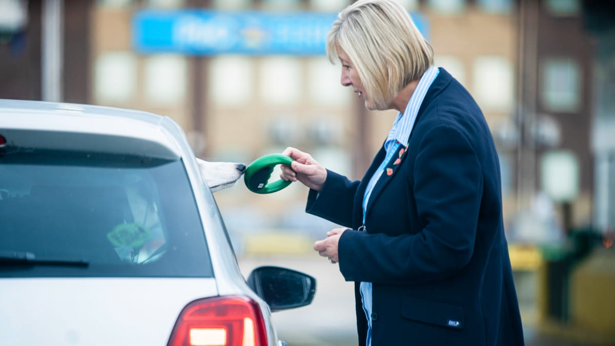 dog in car at ferry port