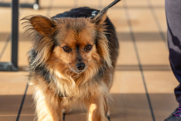 Small dog on deck of P&O Ferry