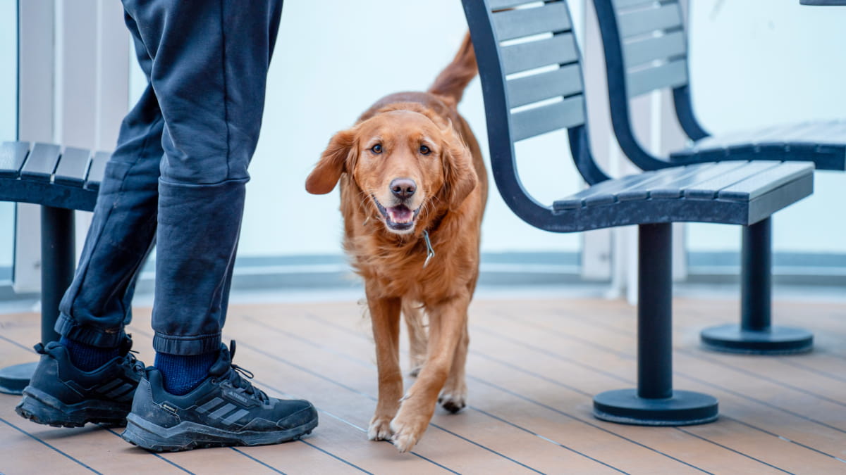 Dog on P&O Ferry deck