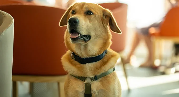 Dog in pet lounge