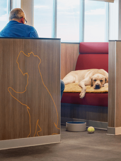 dog asleep in pet lounge