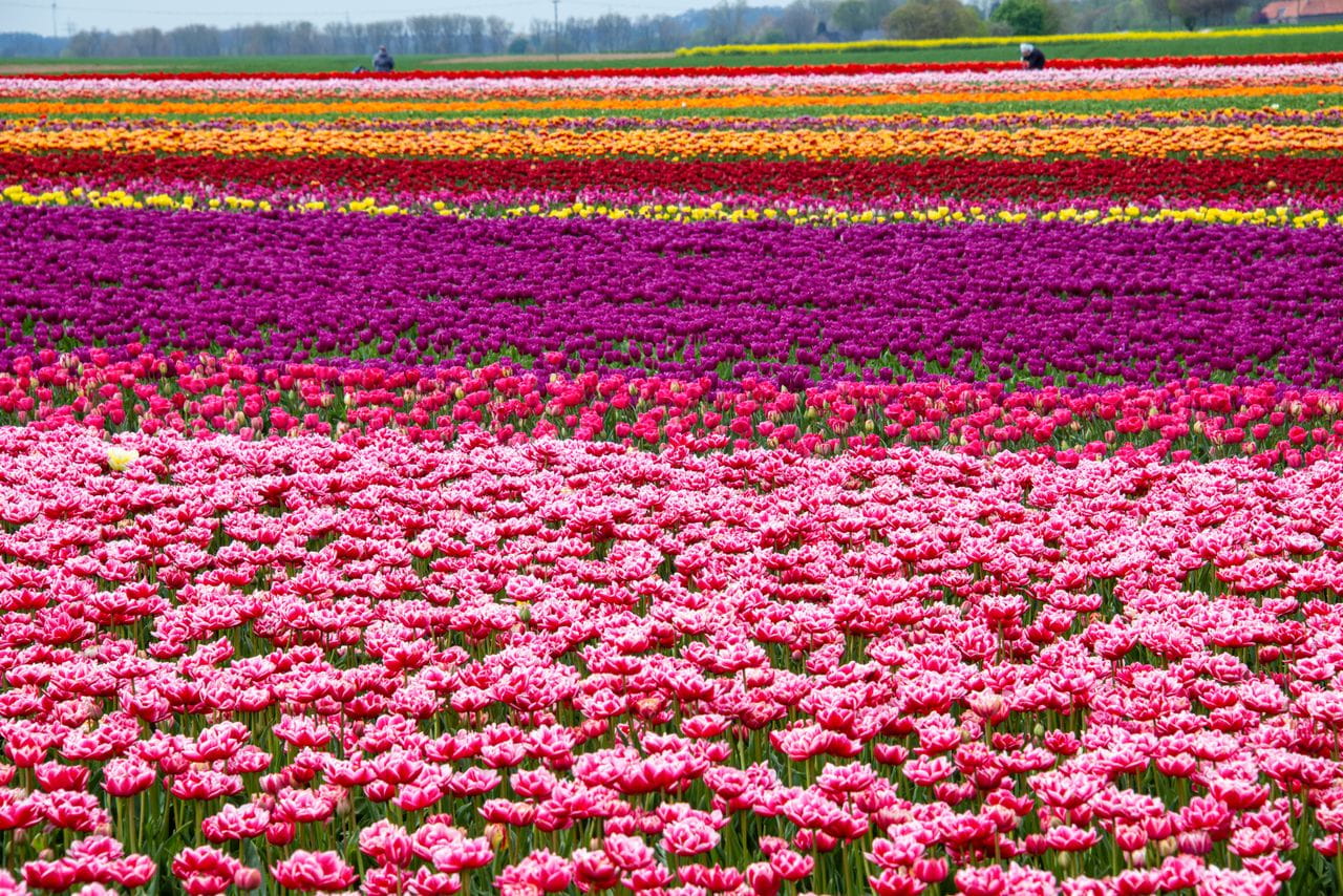 Tulip Route Netherlands
